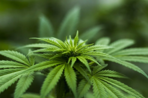 fresh hemp plant