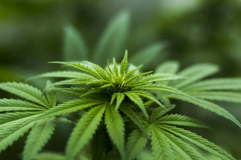 fresh hemp plant