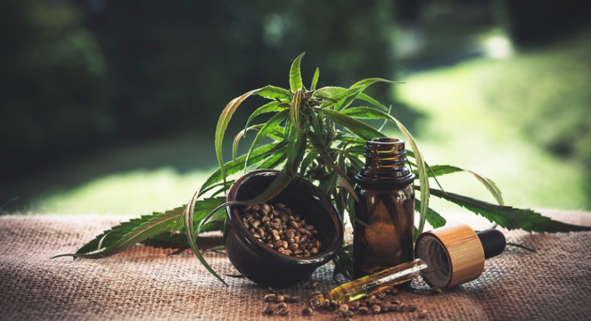 cbd oil and hemp plant