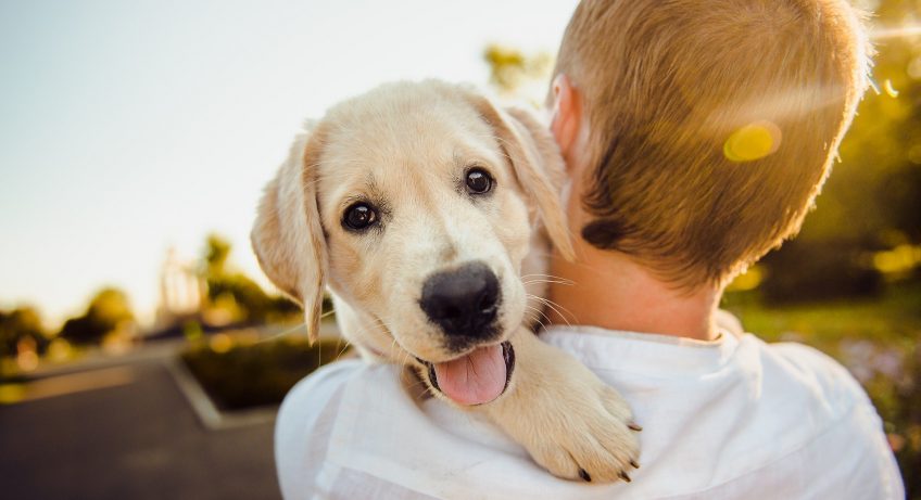 lad and pet